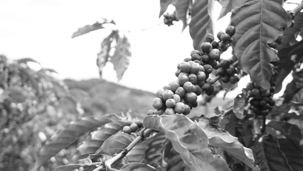 Kopi Luwak Coffee Berry