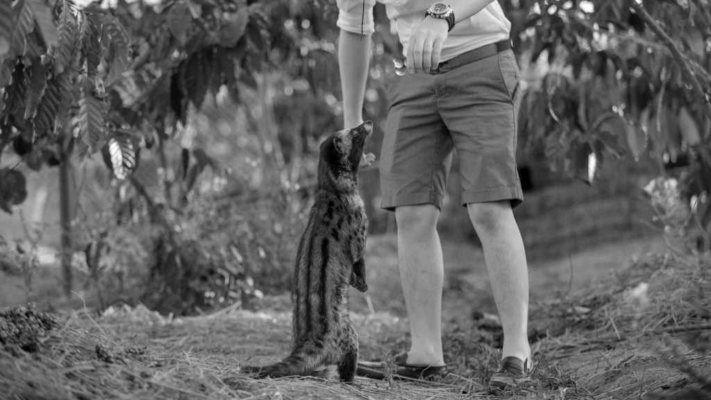 Civet Feeding