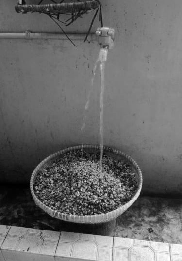 Cleaning Kopi Luwak Coffee