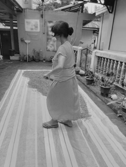 Drying Kopi Luwak Coffee