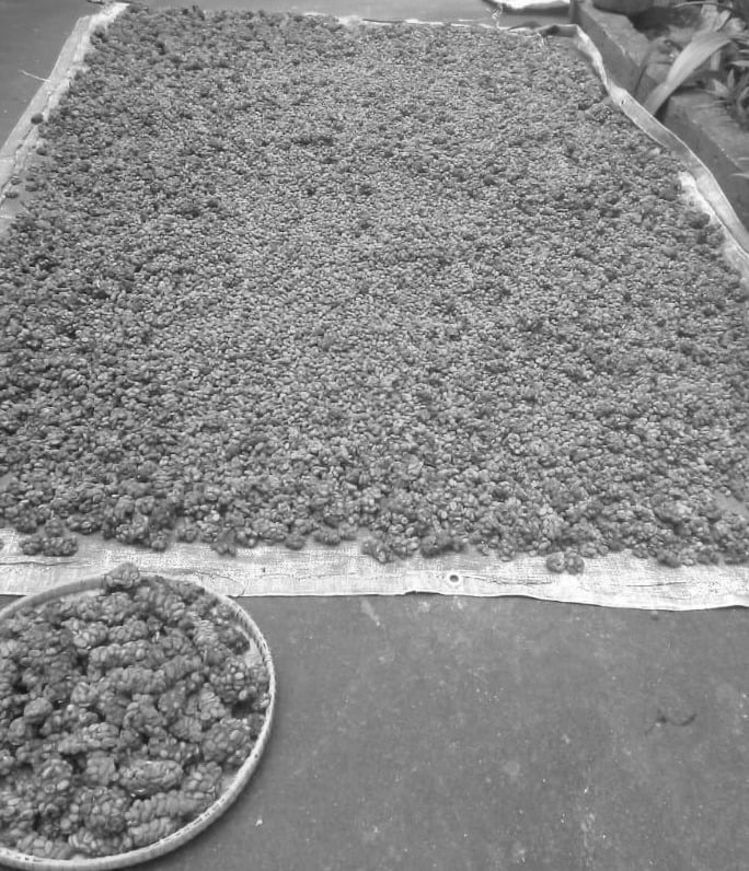 Kopi-Luwak-Layed-Out