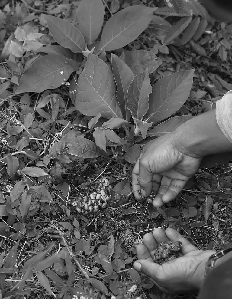 Picking up Kopi Luwak Coffee